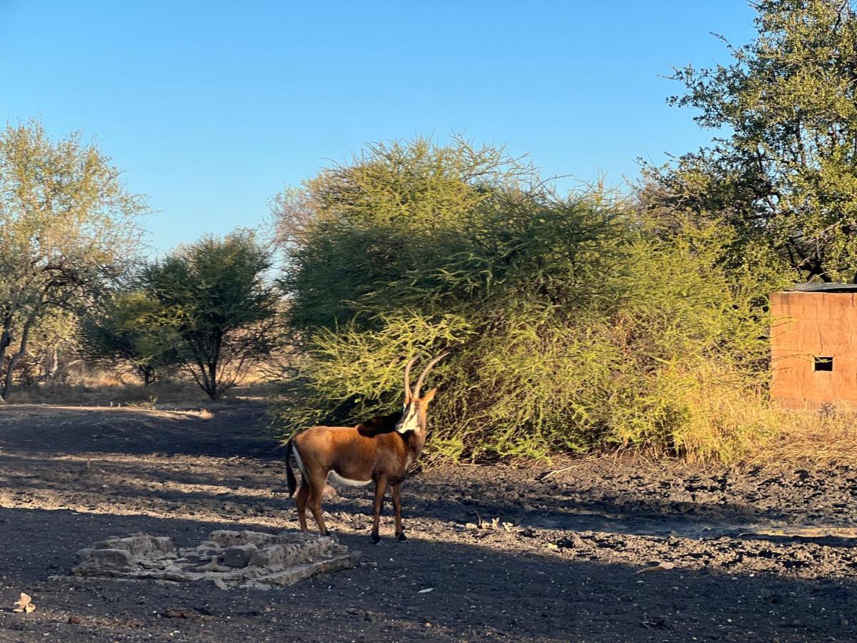 Simba Safaris African Pride Exotic Lodge Lephalale Esterno foto