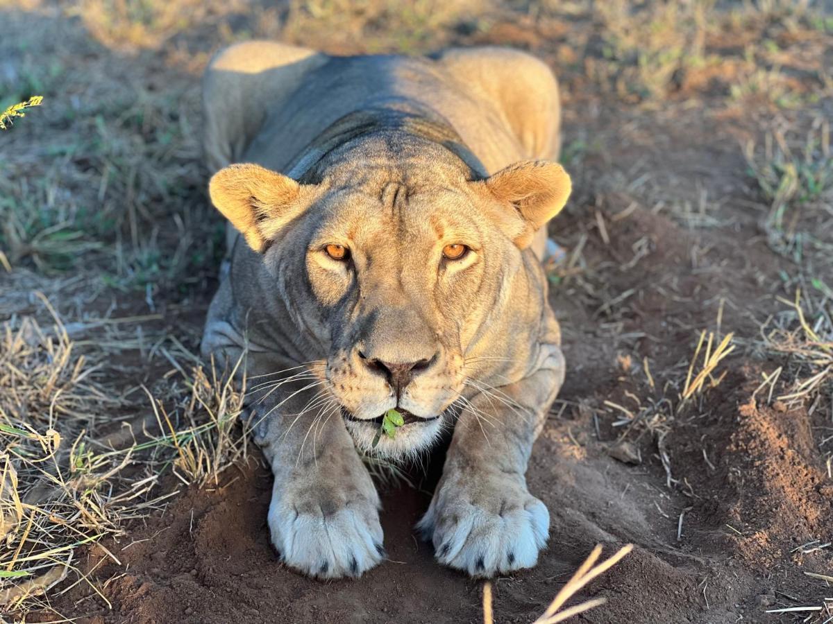 Simba Safaris African Pride Exotic Lodge Lephalale Esterno foto