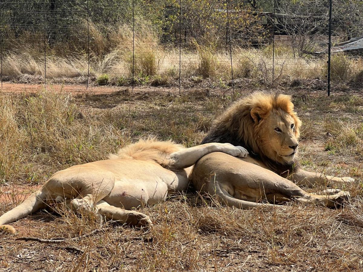 Simba Safaris African Pride Exotic Lodge Lephalale Esterno foto