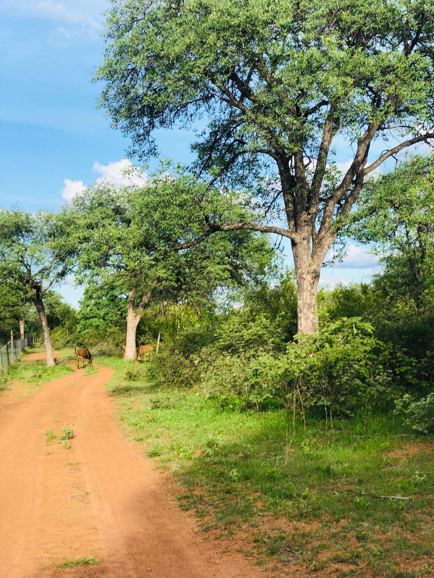 Simba Safaris African Pride Exotic Lodge Lephalale Esterno foto