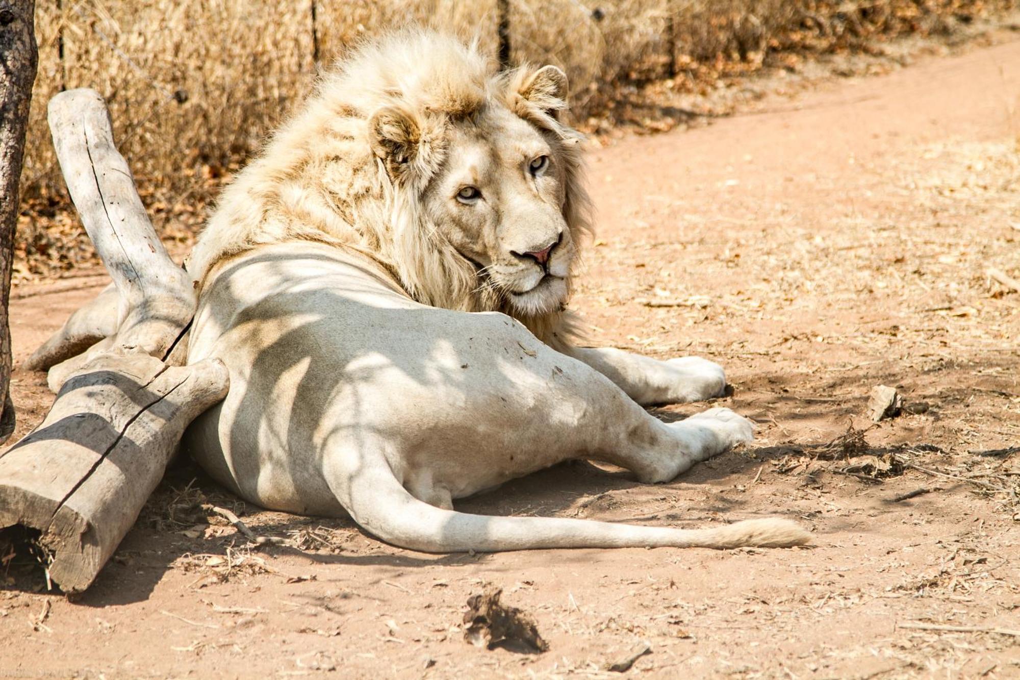 Simba Safaris African Pride Exotic Lodge Lephalale Esterno foto