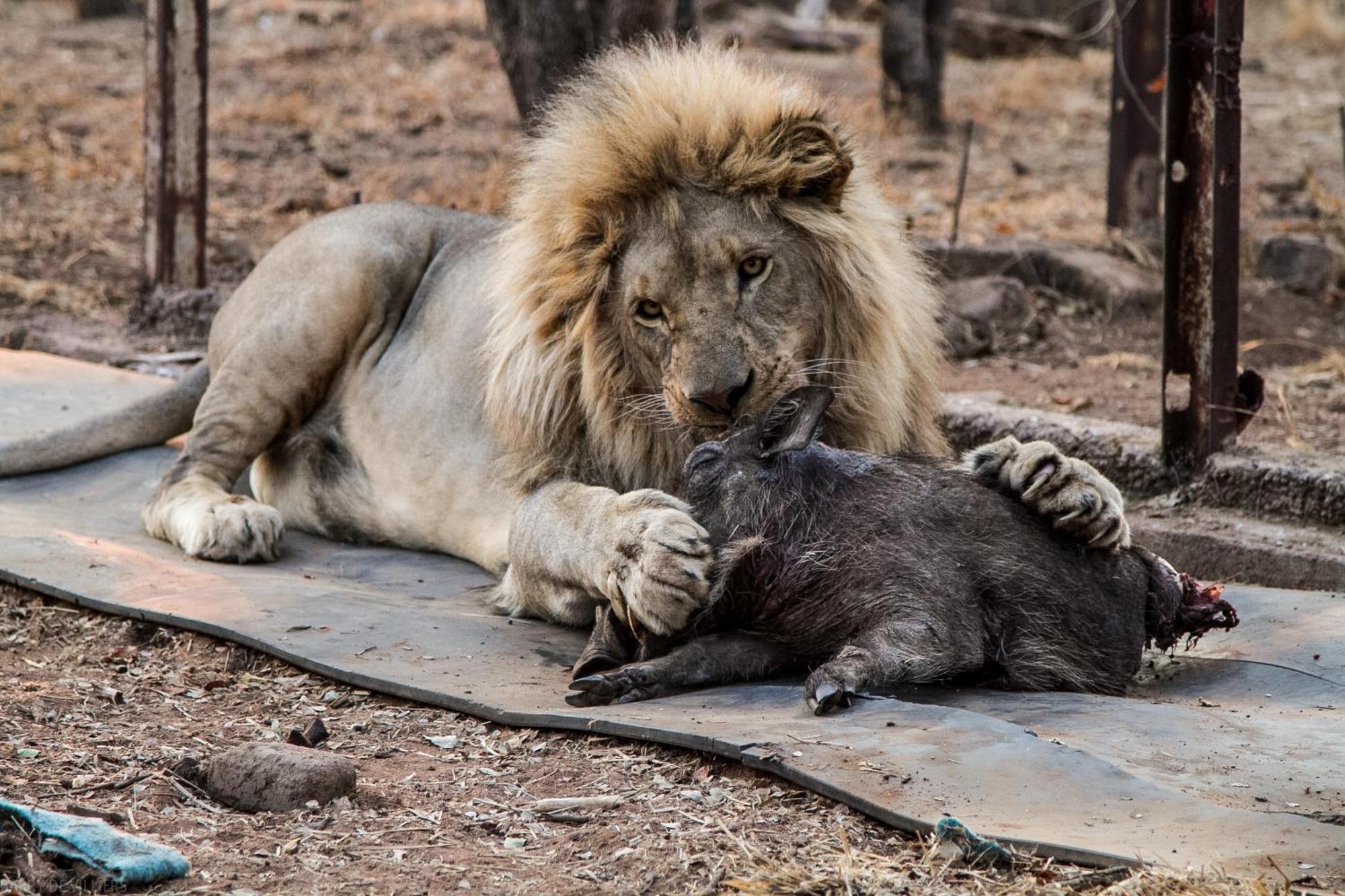 Simba Safaris African Pride Exotic Lodge Lephalale Esterno foto