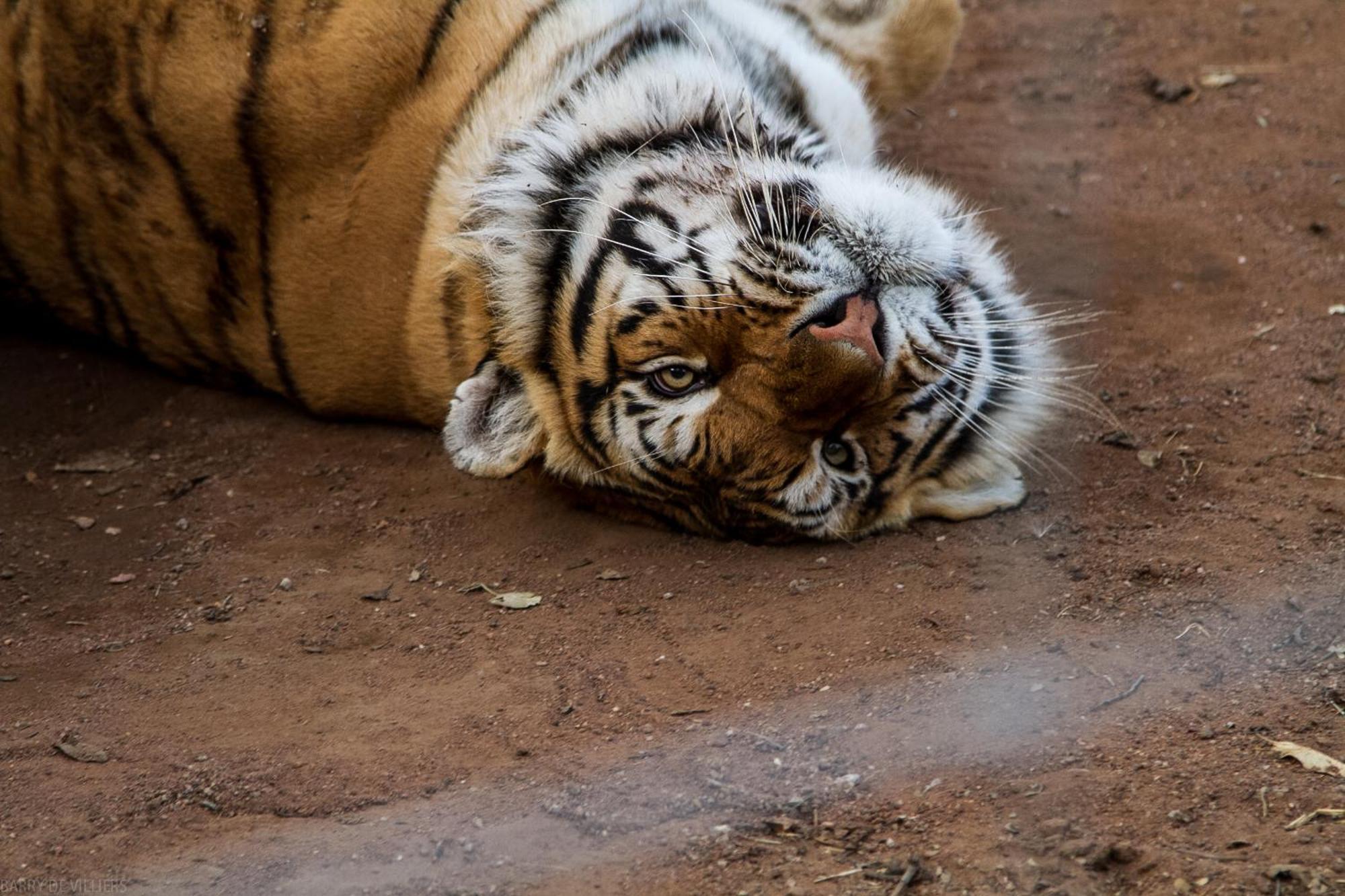 Simba Safaris African Pride Exotic Lodge Lephalale Esterno foto