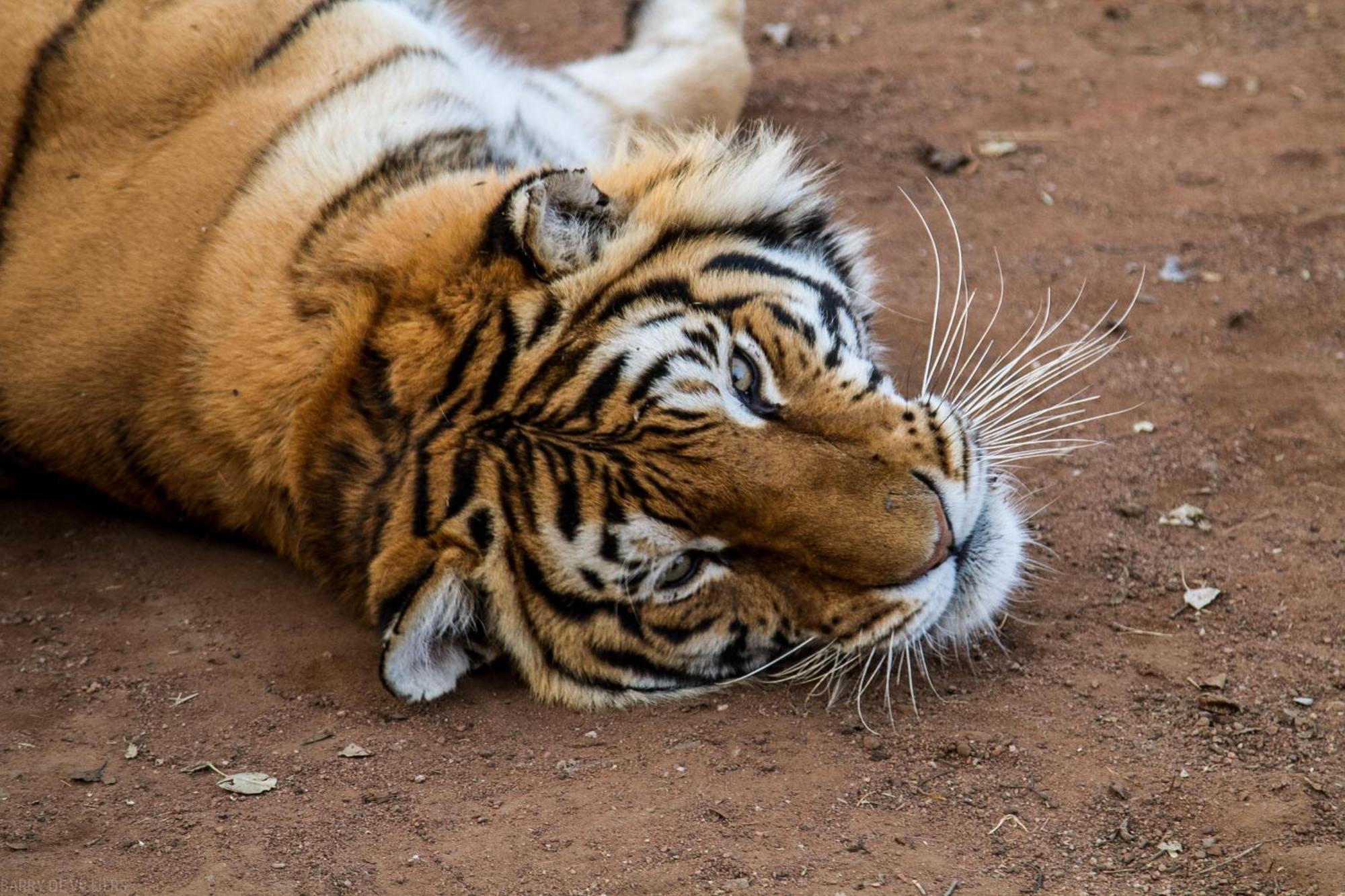 Simba Safaris African Pride Exotic Lodge Lephalale Esterno foto