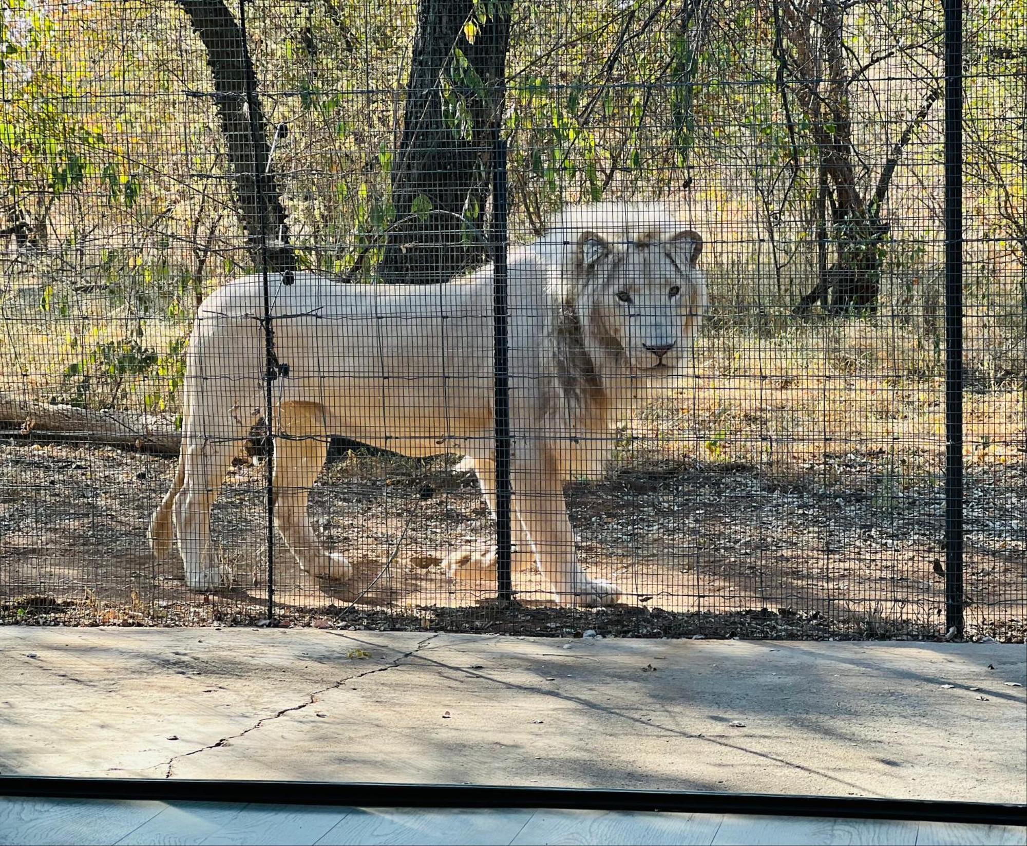 Simba Safaris African Pride Exotic Lodge Lephalale Esterno foto