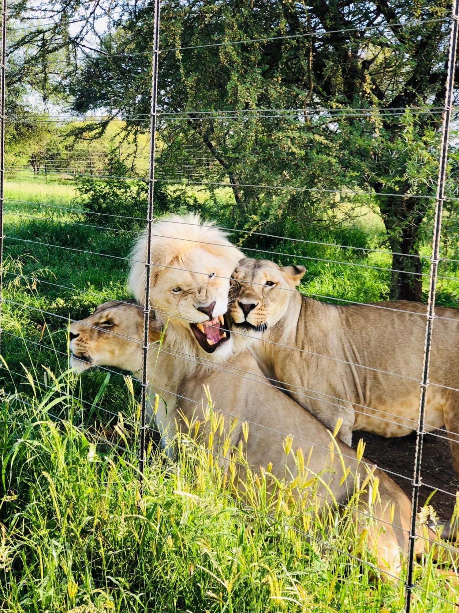 Simba Safaris African Pride Exotic Lodge Lephalale Esterno foto