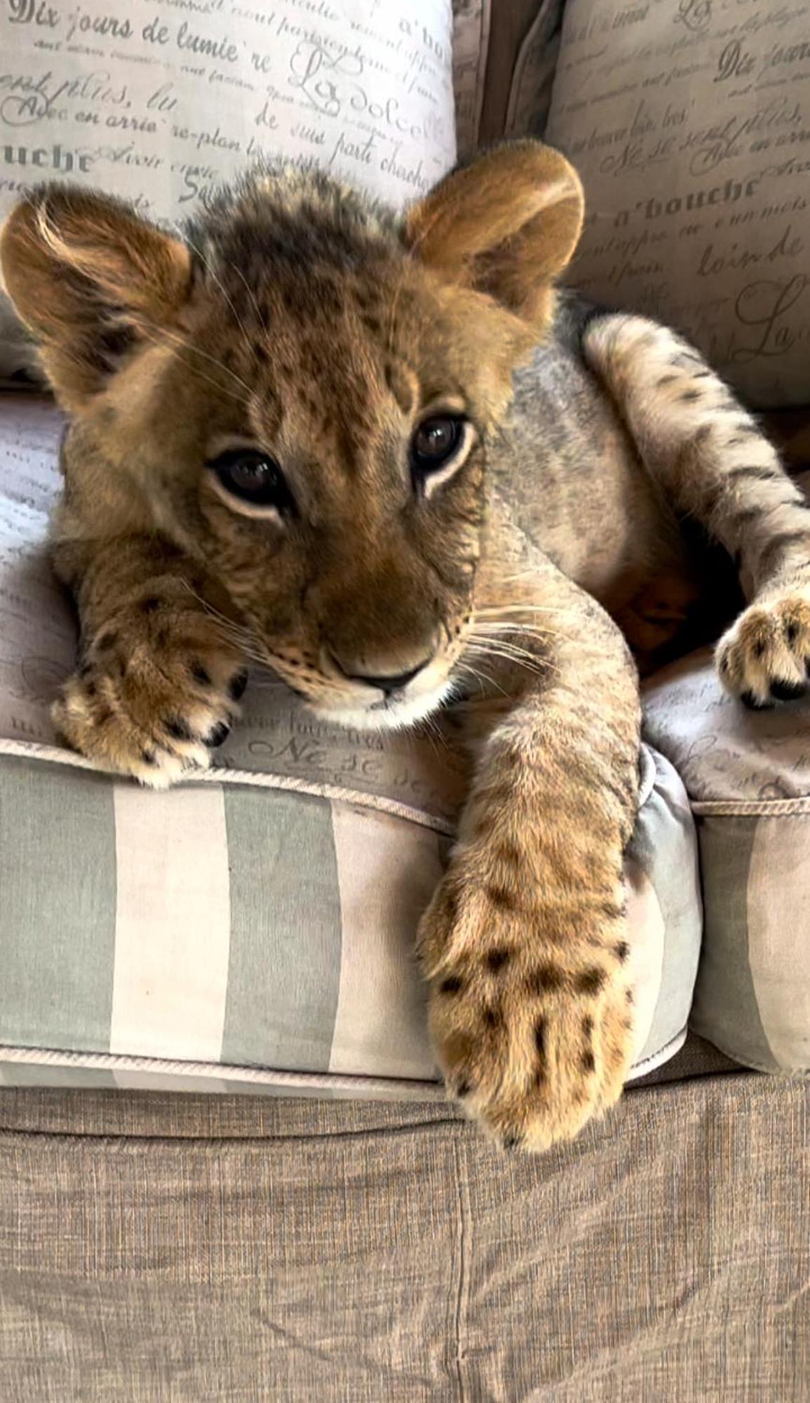 Simba Safaris African Pride Exotic Lodge Lephalale Esterno foto