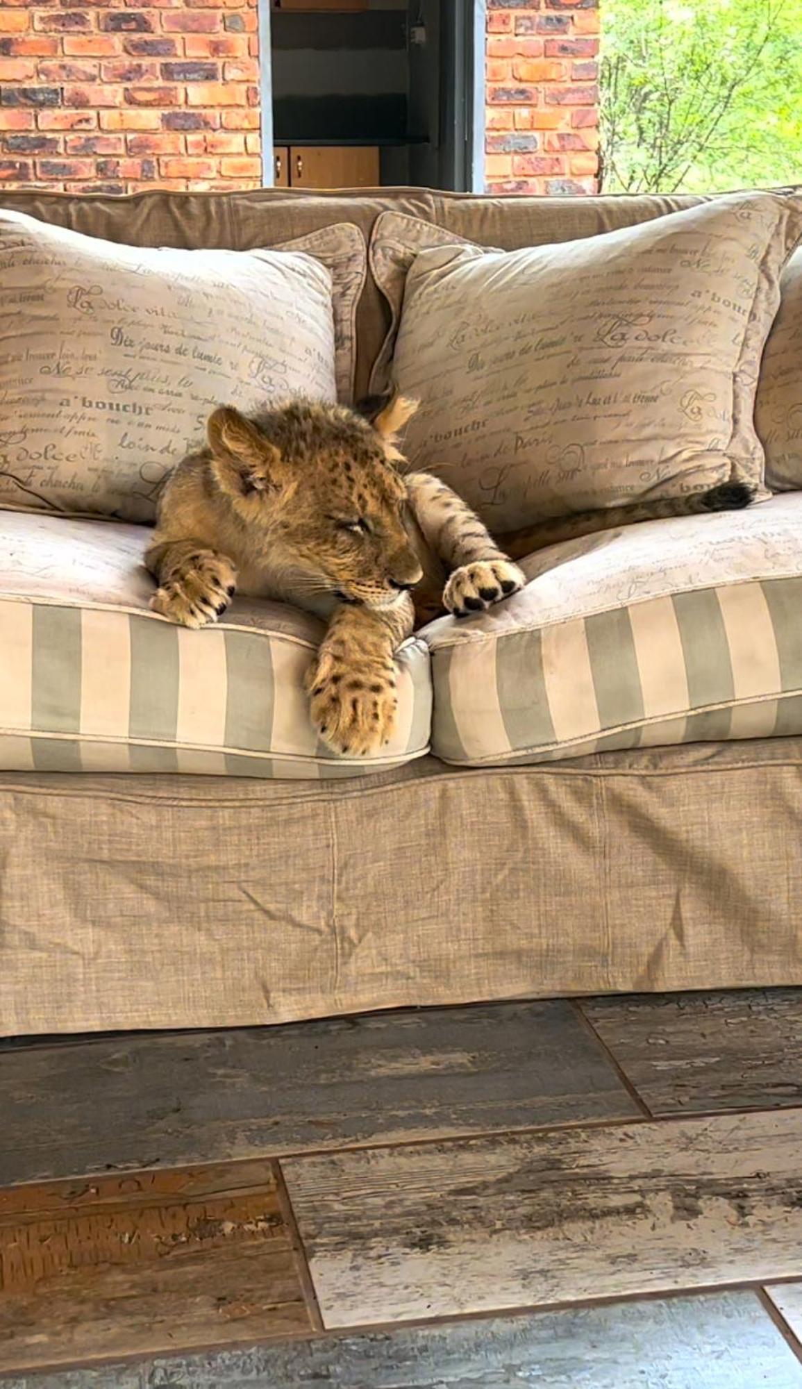 Simba Safaris African Pride Exotic Lodge Lephalale Esterno foto