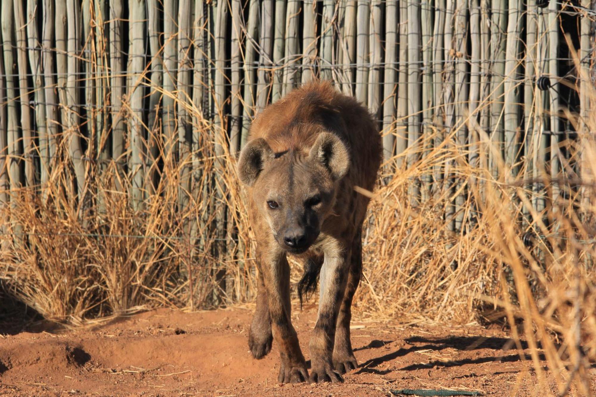 Simba Safaris African Pride Exotic Lodge Lephalale Esterno foto