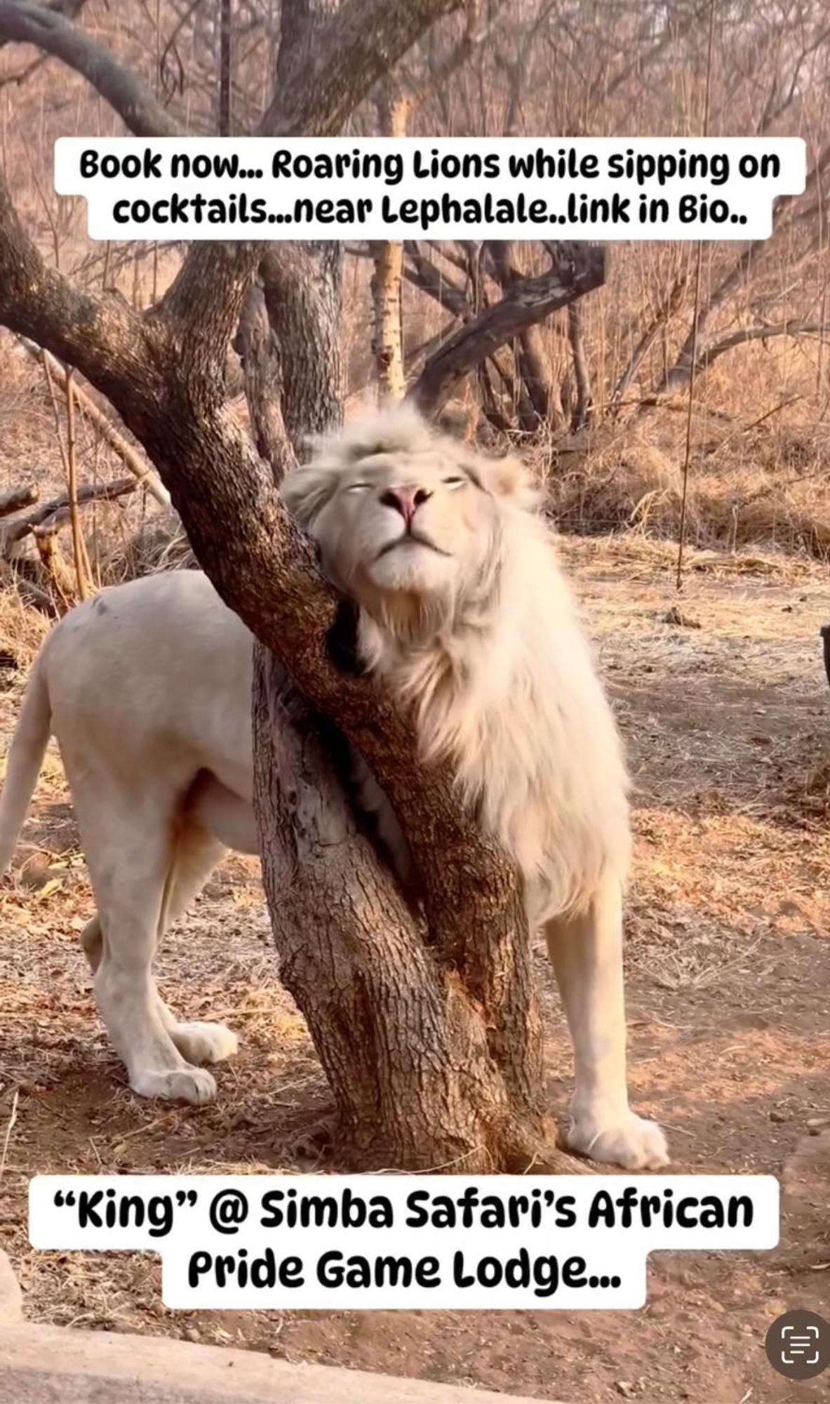Simba Safaris African Pride Exotic Lodge Lephalale Esterno foto