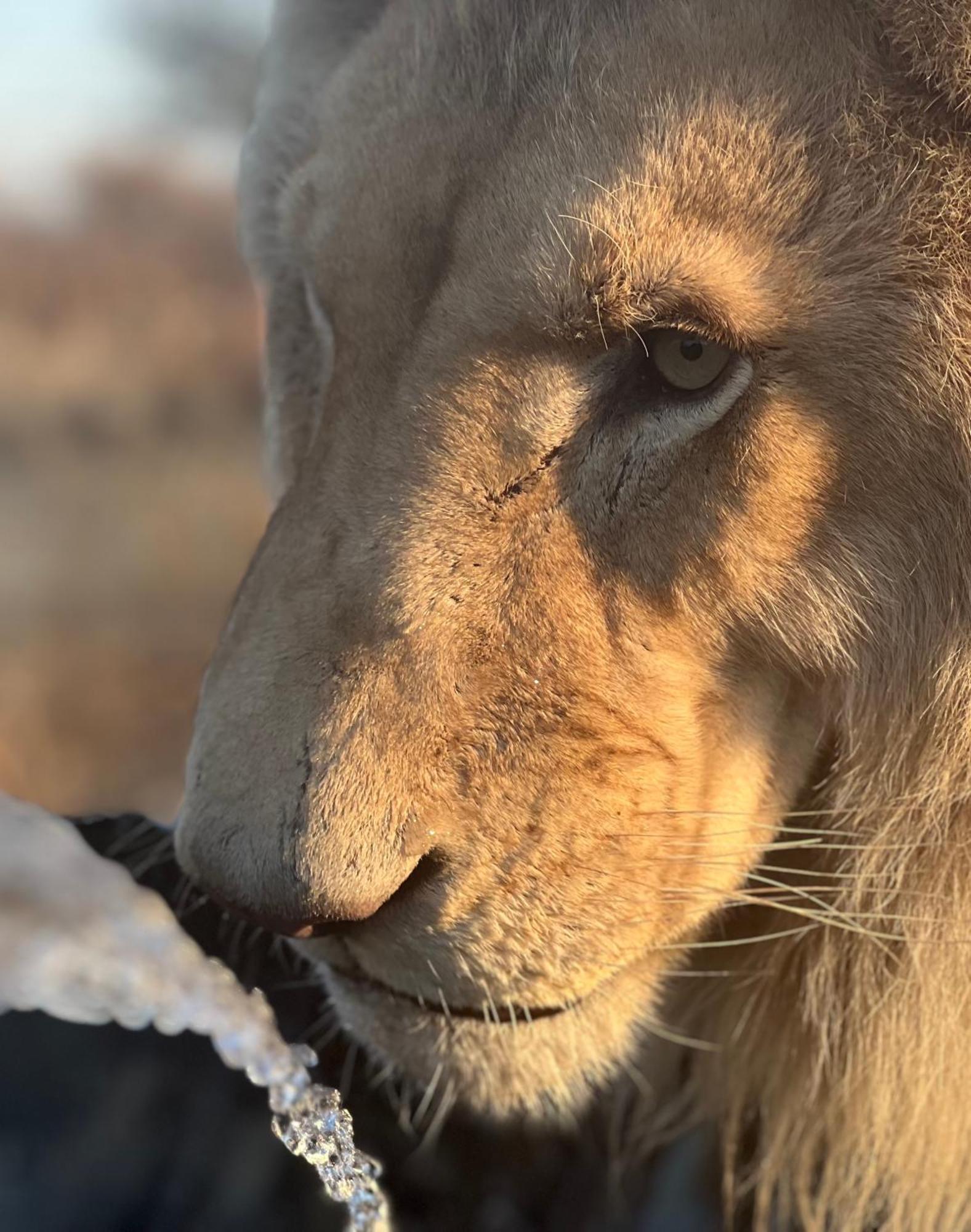 Simba Safaris African Pride Exotic Lodge Lephalale Esterno foto