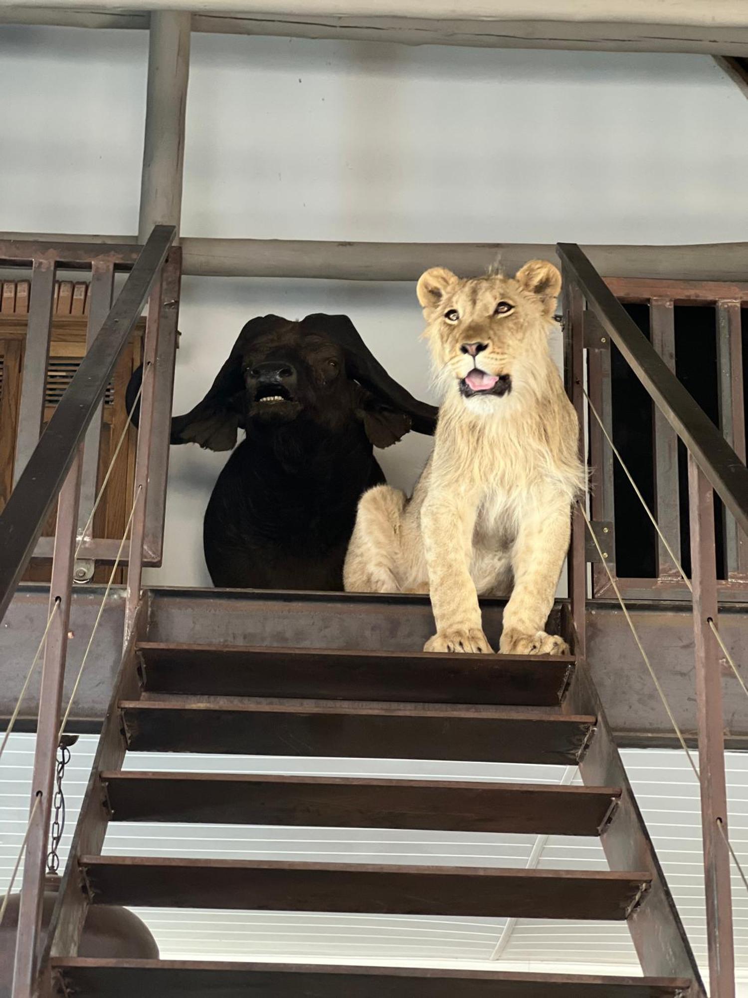 Simba Safaris African Pride Exotic Lodge Lephalale Esterno foto