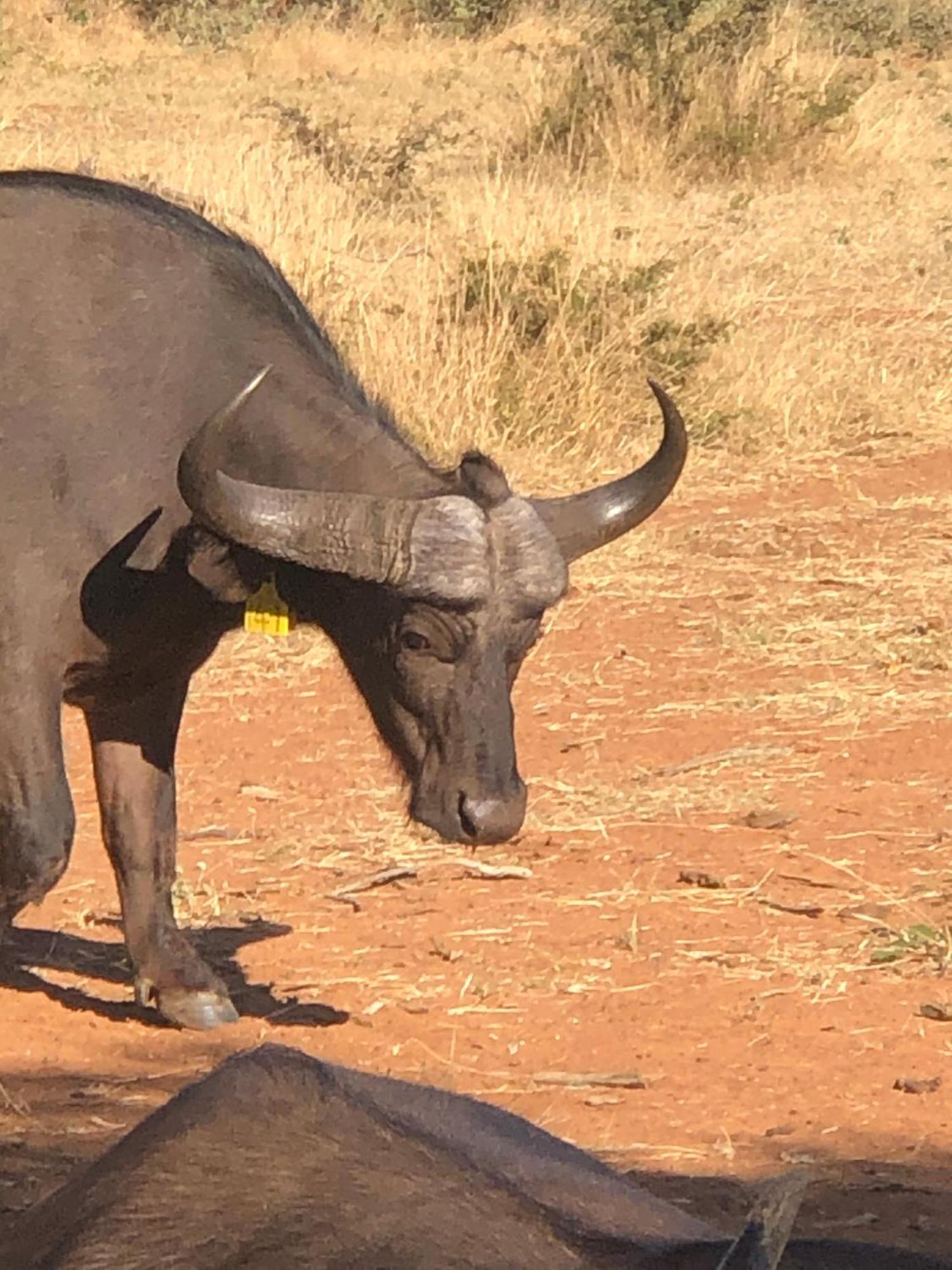 Simba Safaris African Pride Exotic Lodge Lephalale Esterno foto