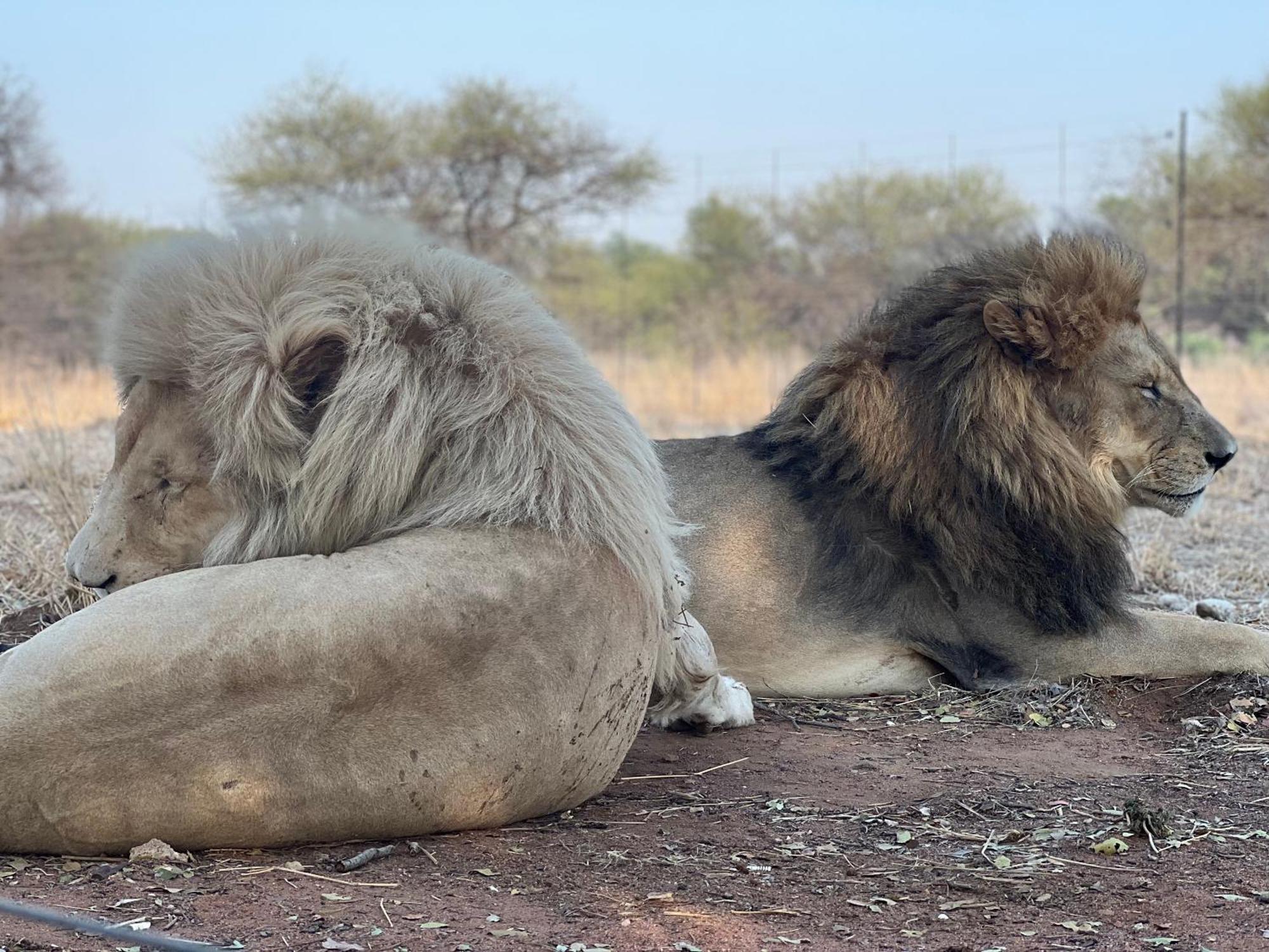 Simba Safaris African Pride Exotic Lodge Lephalale Esterno foto